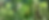 Übersicht über drei Typen von kranken, gelben und braunen Cannabisblättern, die beobachtet oder entfernt werden sollten.
