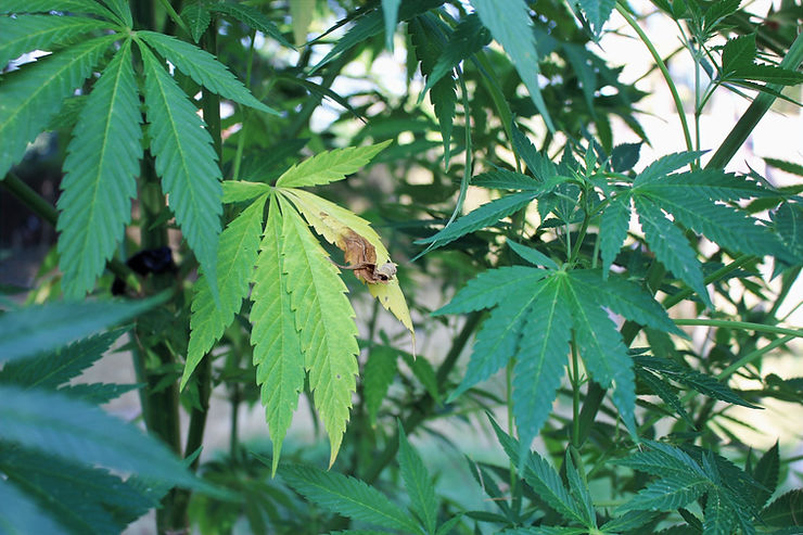 Nahaufnahme eines gelben Blatts an einer outdoor Cannabispflanze.