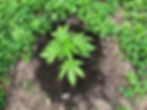 Junge Cannabispflanze, mit vier Blattpaaren in einem Beet voller Weißklee, Rucola und Luzernen.