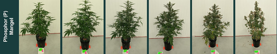 Bilderserie über die Entwicklung einer Cannabispflanze, die unter Phosphormangel leidet und braune Blattränder sowie Flecken auf den Hanfblättern entwickelt.