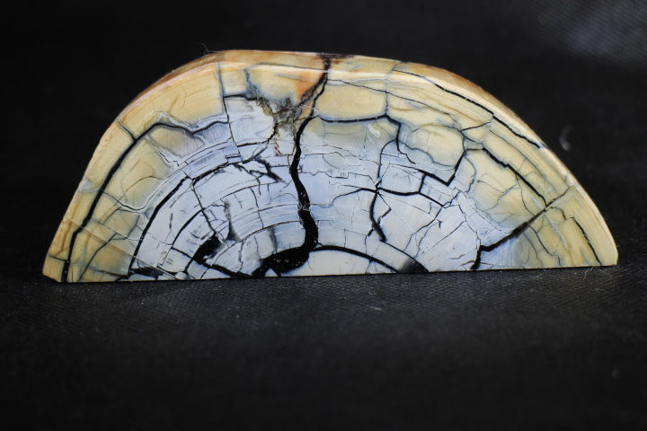 Thumbnail: Mammut stødtand.