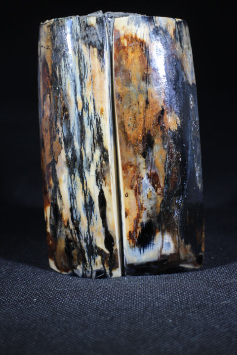 Miniaturebillede: Mammut Stødtand.