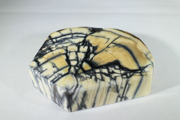Thumbnail: Mammoth tusk.
