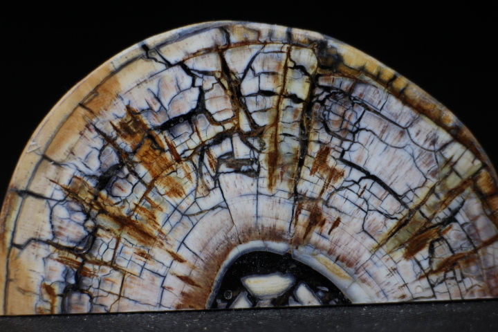 Thumbnail: Mammut stødtand.