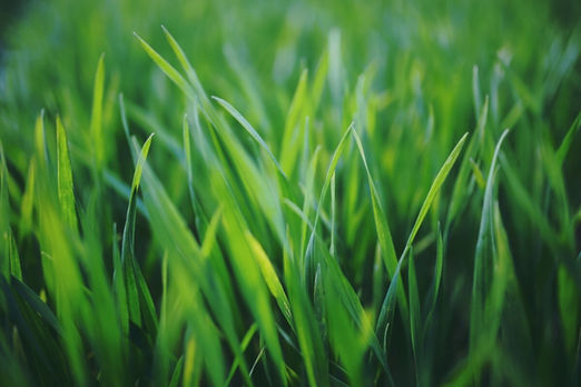 close-up-of-grass-1_edited.jpg