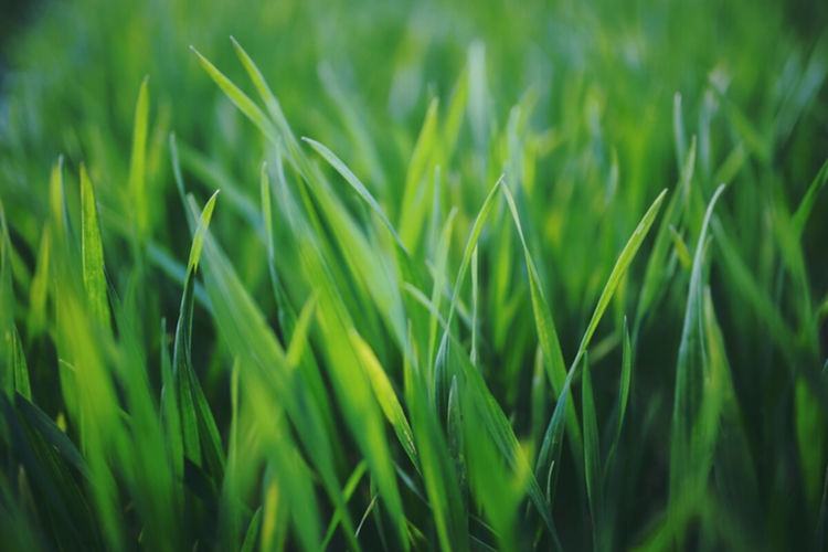 close-up-of-grass-1_edited.jpg