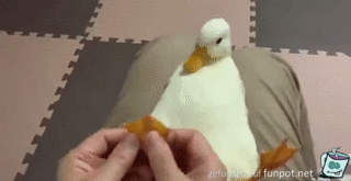 tolle_Fussmassage.gif