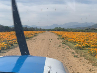 Quillota Florido