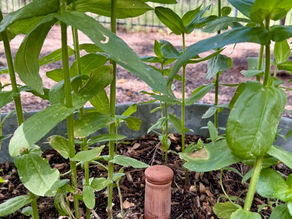 Buried Treasure: The Benefit of Ollas in Your Garden