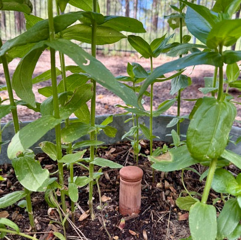 Image of an olla surrounded by zinnia plants