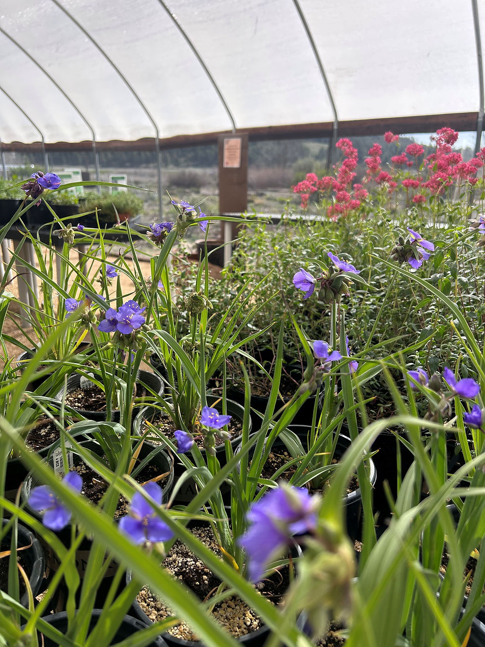 Image of plants for sale at the Arboretum