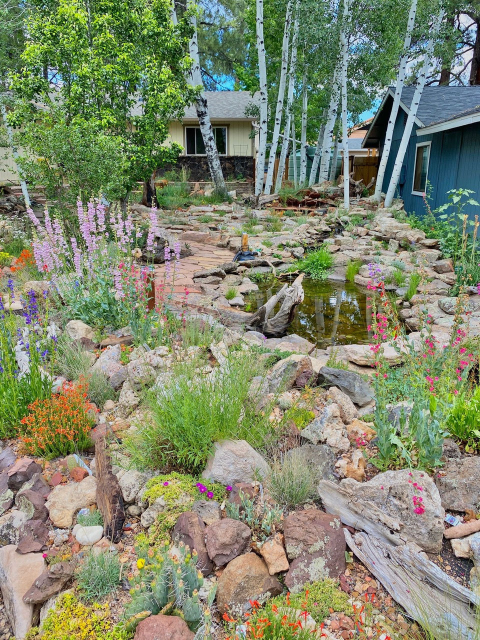 The crevice garden with flowers in bloom, a flagstone path, and small pond surrounded by rock