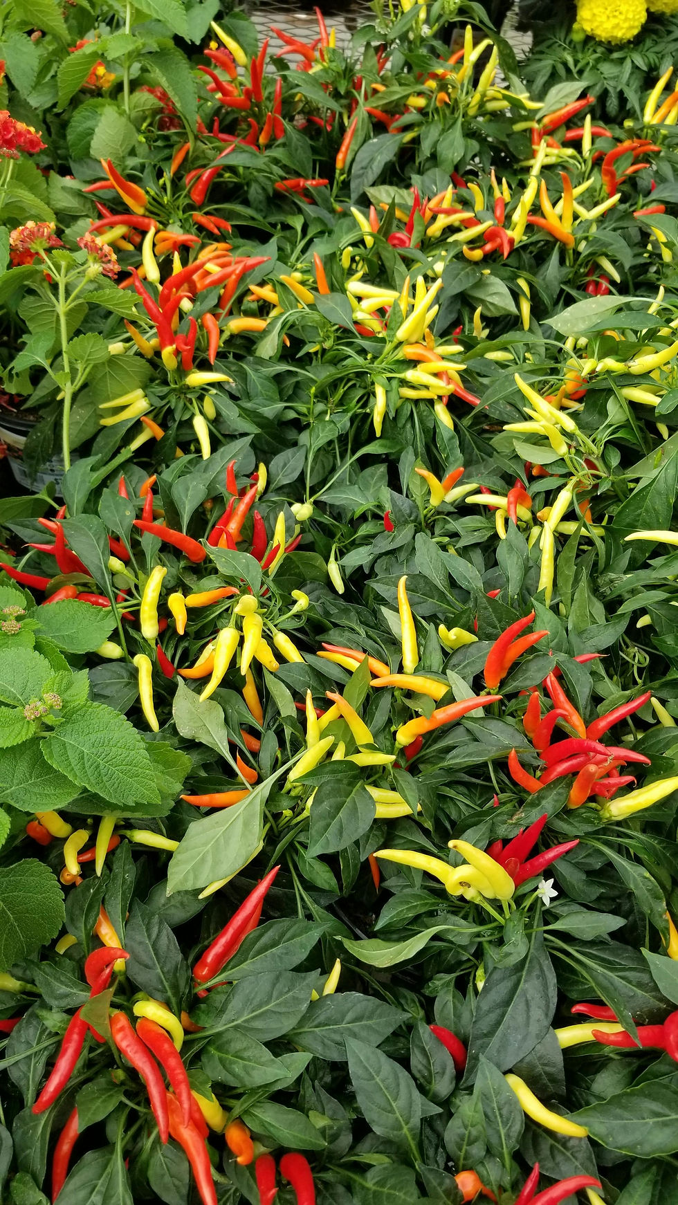 Colorful pepper plants