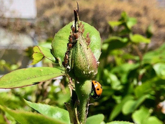 Handling Insect Pests on Your Roses