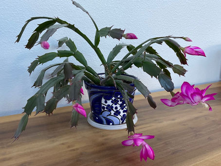 Christmas cactus in bloom