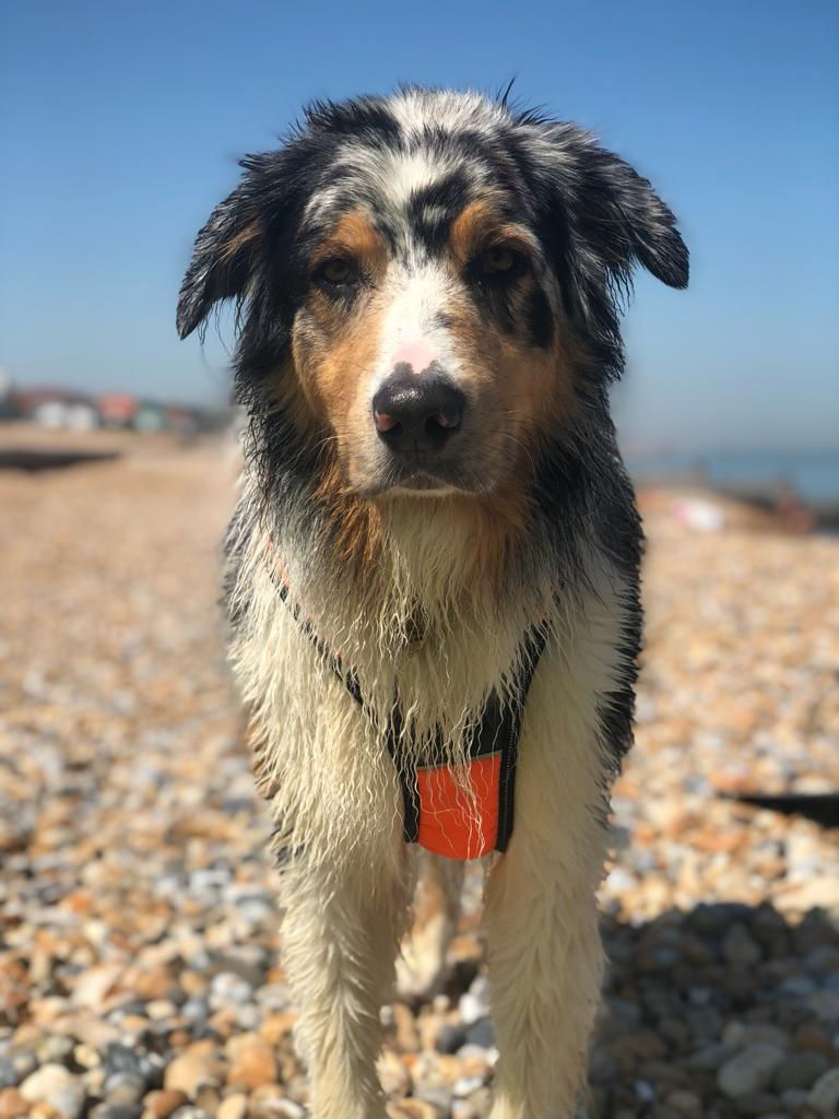 Thumbnail: Adventure Dogs: A Dog Training Guide to Watersports