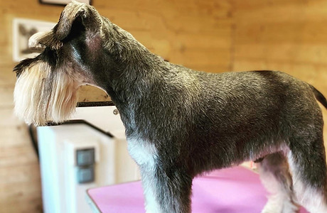Schnauzer trim