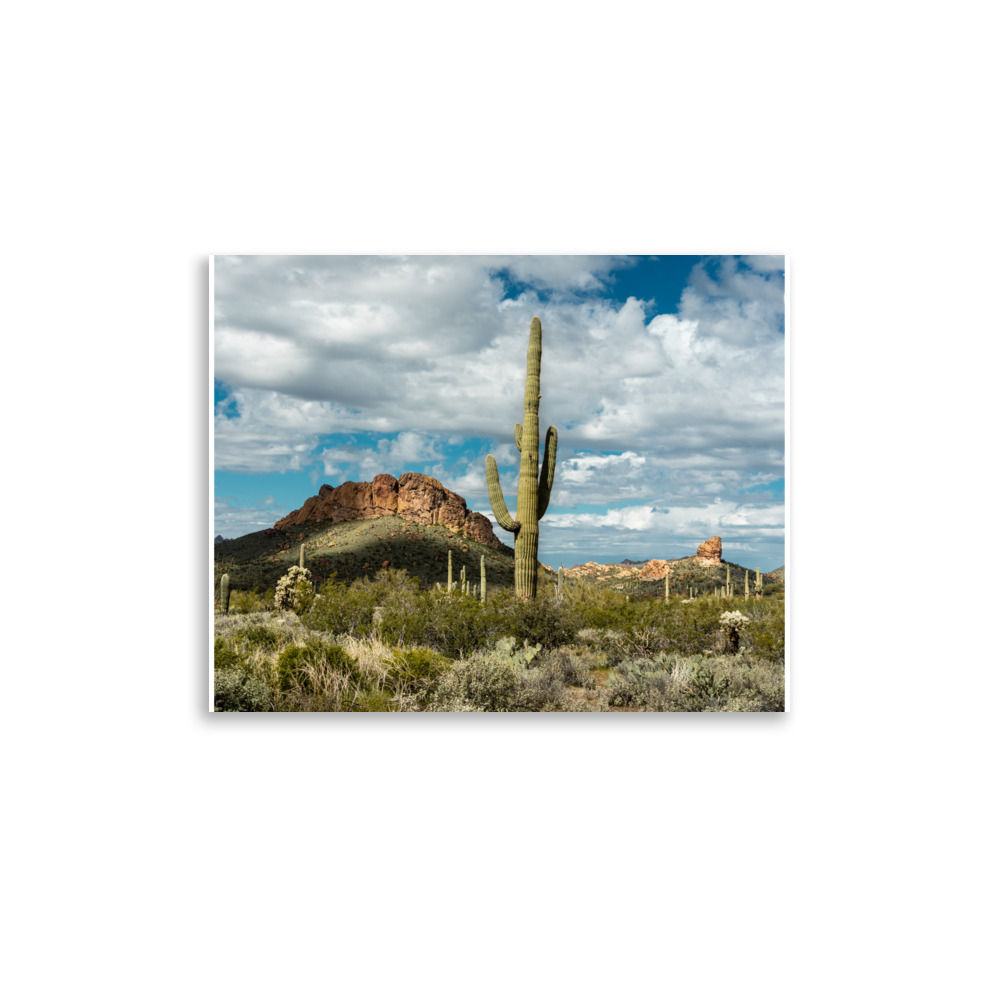 Saguaro in Tonto National Forest