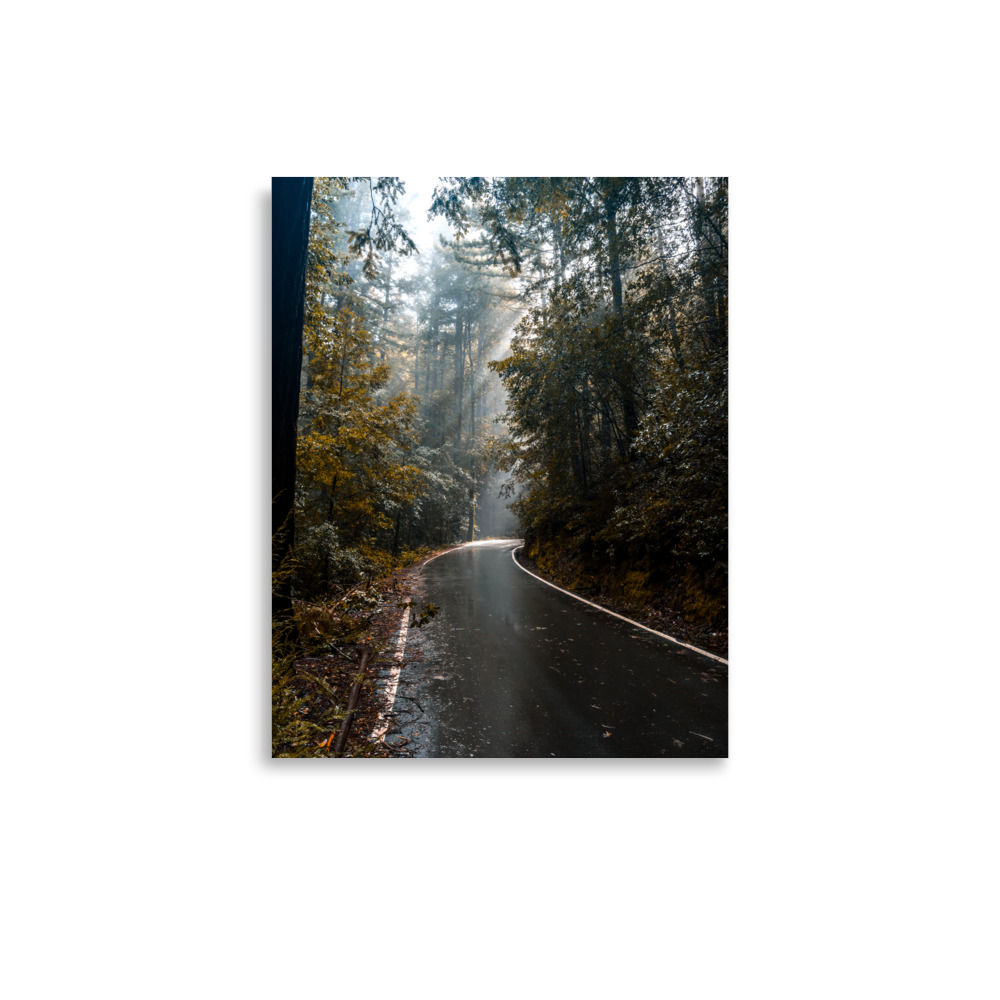 Foggy Redwood Road