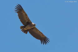Condor Hembra