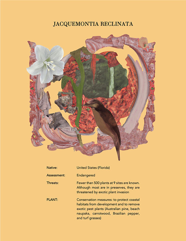 JPG PP 15 Jacquemontia reclinata.jpg