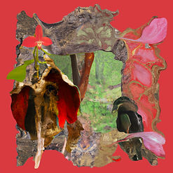 PLANT (Phragmipedium besseae, MEX) N.jpg