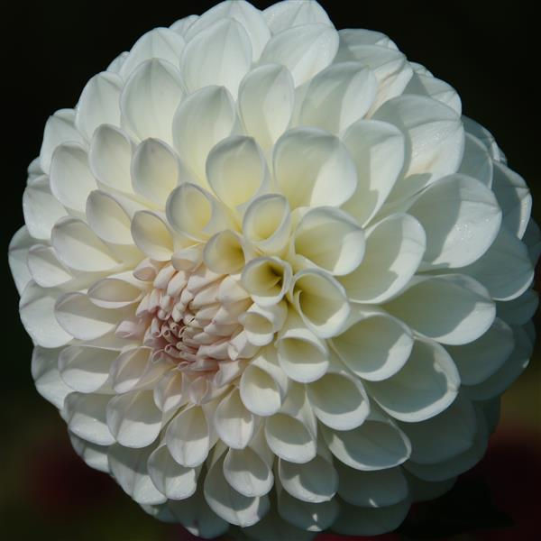 Dahlia - Medium Ball