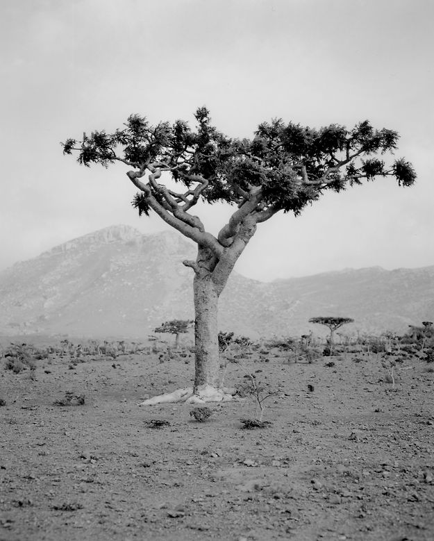 SOCOTRA_©_ROSA_FRANJIC (10)_3-21.jpg