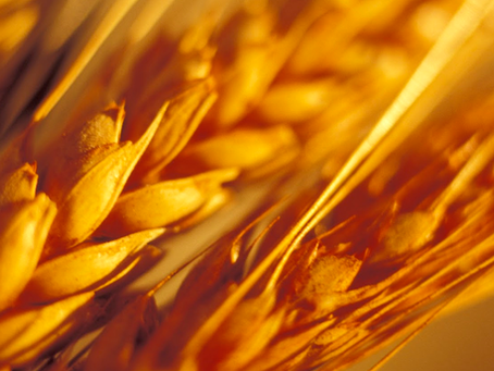 ALERGIA AO TRIGO: SINTOMAS, TRATAMENTO E ALIMENTOS PROIBIDOS