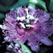 Passionflower.gif