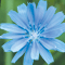 Chicory.gif
