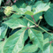 Siberian-Ginseng.gif