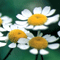 German Chamomille.gif