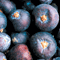 Juniper-berry.gif