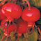 Chinese-Rose-Hips.gif