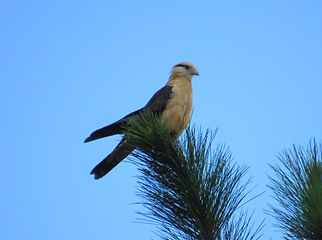 IMG_7246.JPG