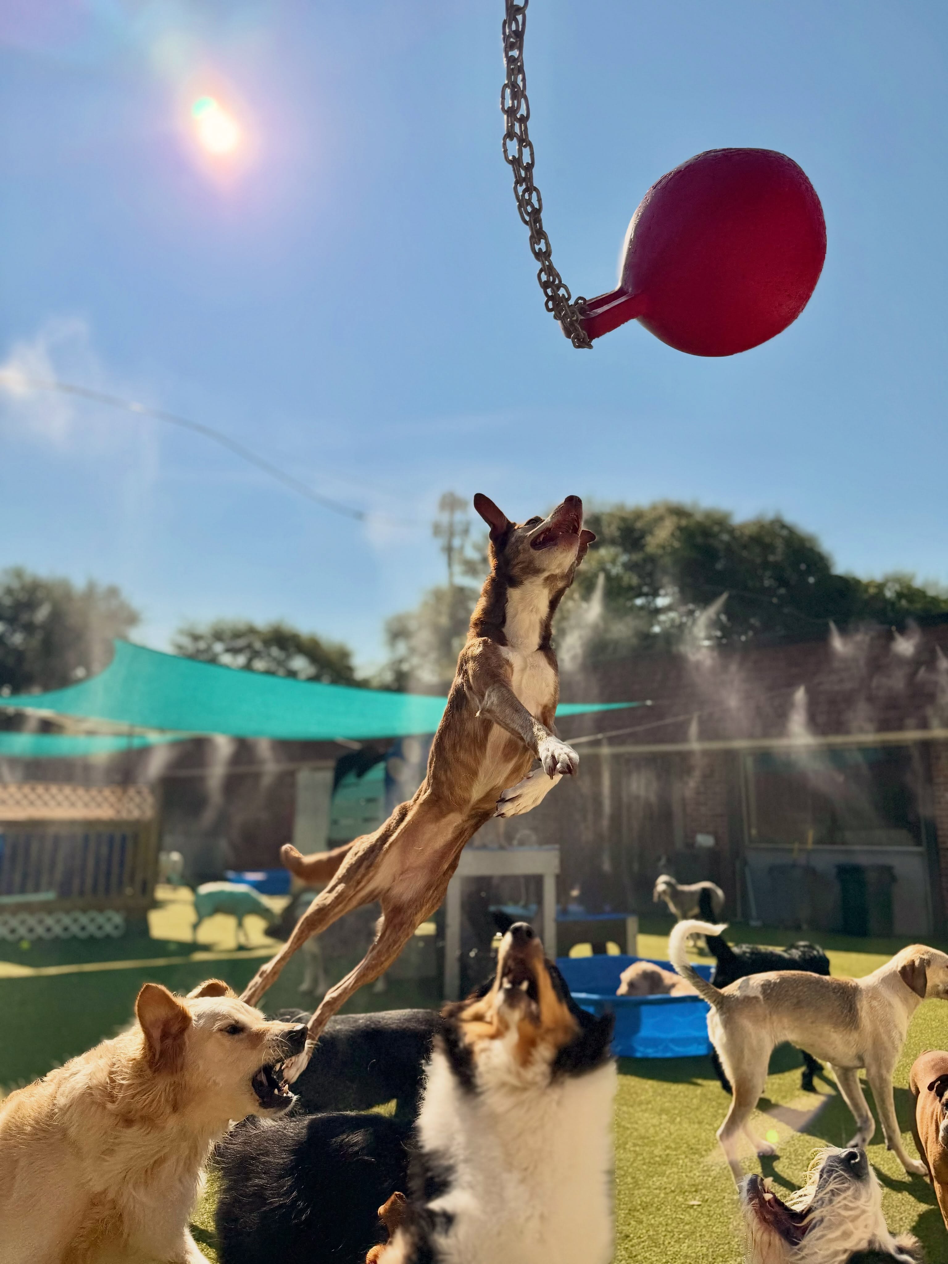 Paws in Paradise, business photo 3