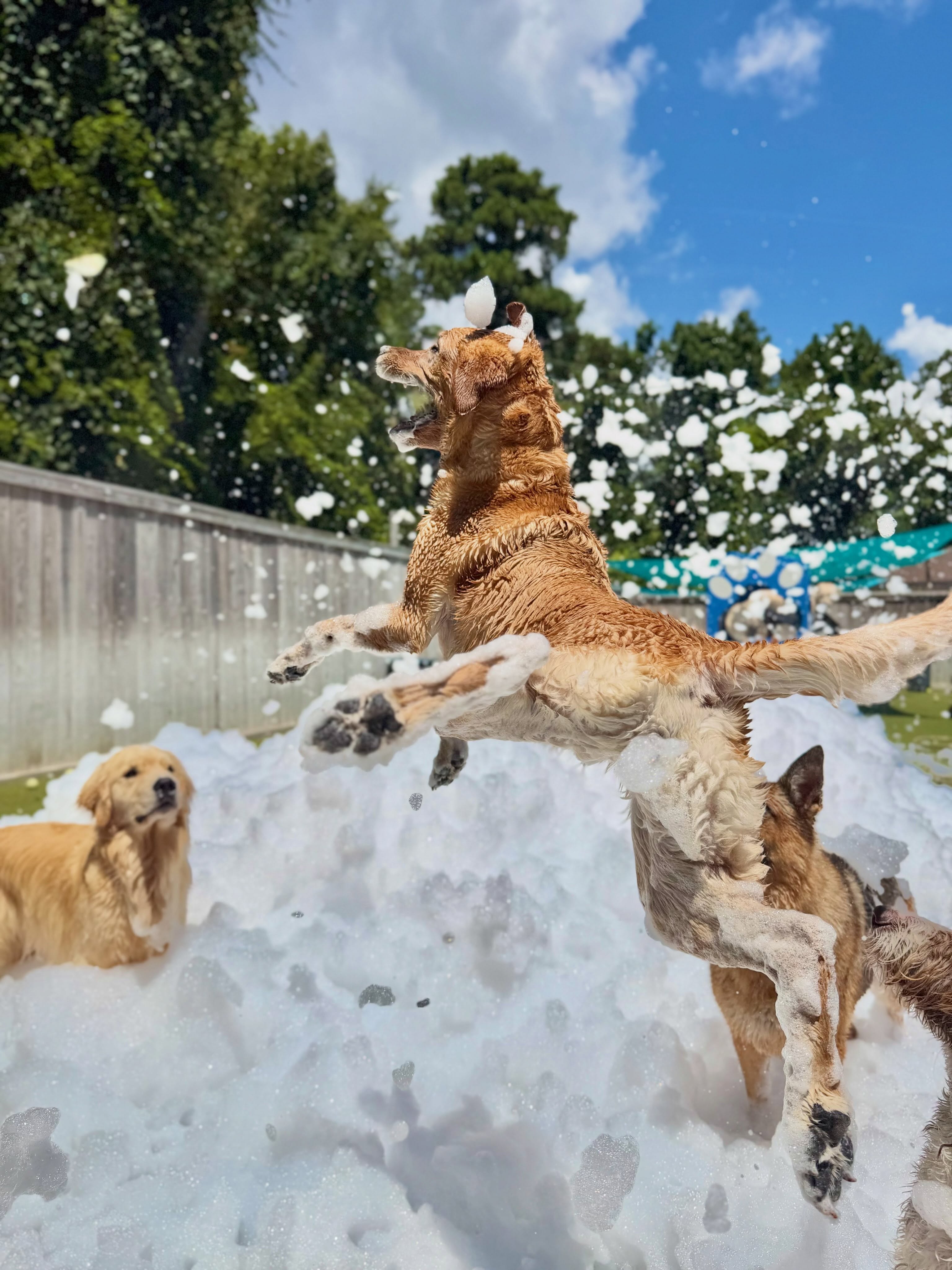 Paws in Paradise, business photo 2