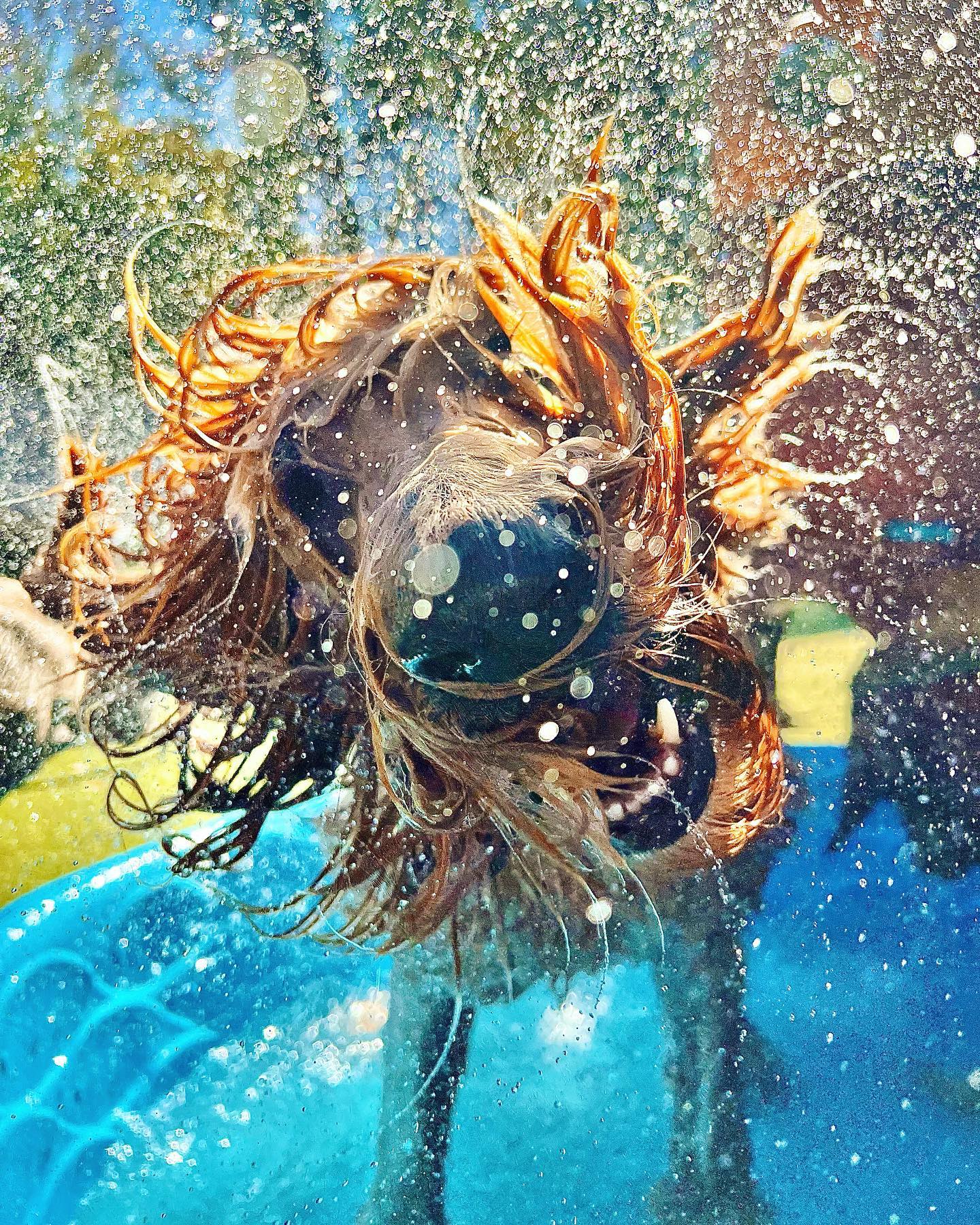 Paws in Paradise, business photo 4
