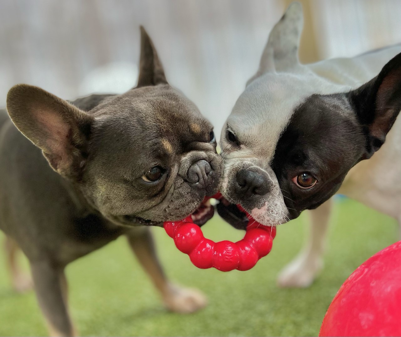 Paws in Paradise business photo