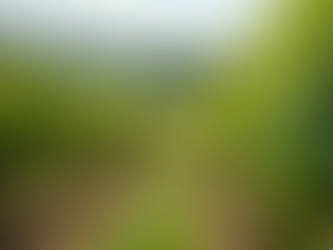 Exploring English Wines: A Beginner's Guide