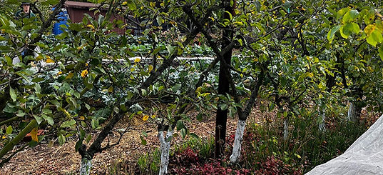 Espaliered apple trees
