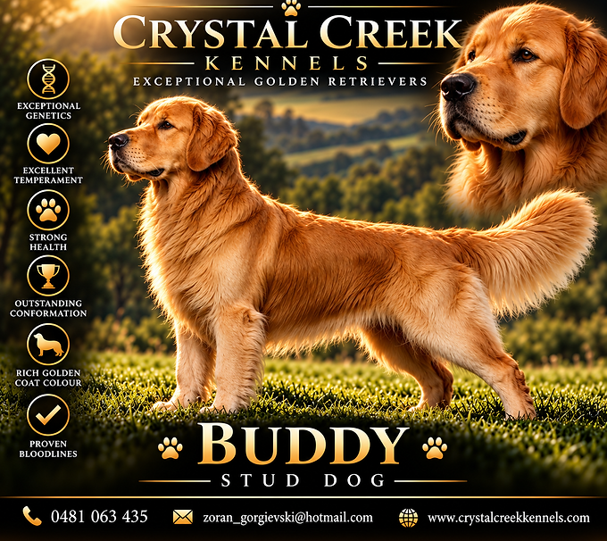 Crystal Creek’s Golden Champion Buddy.png