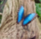 Blue Butterfly Pandama