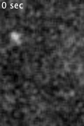1mMurea-cropped-8bit-smooth-111frames-ve