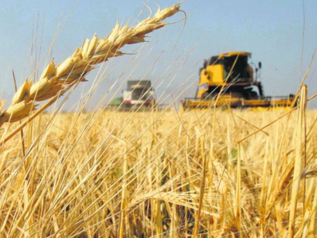 El Gobierno proyecta aumentos en las áreas sembradas para la próxima campaña gruesa