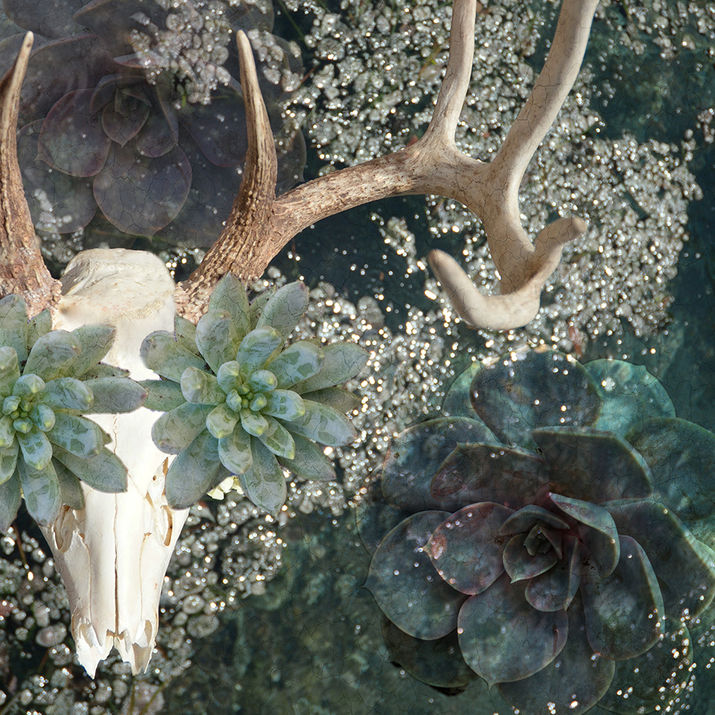 stag skull, succulents, fine art, photography, romantic, botanical, Steamboat artist, colorado artist, female artist, interior design
succulent skull art
antler wall art modern
botanical desert collage
symbolic nature artwork
water reflection fine art
Southwestern boho decor
renewal and rebirth art
contemporary nature print
earthy neutral wall decor
wildlife skull artistic print
peaceful meditation art
modern mystical interior décor