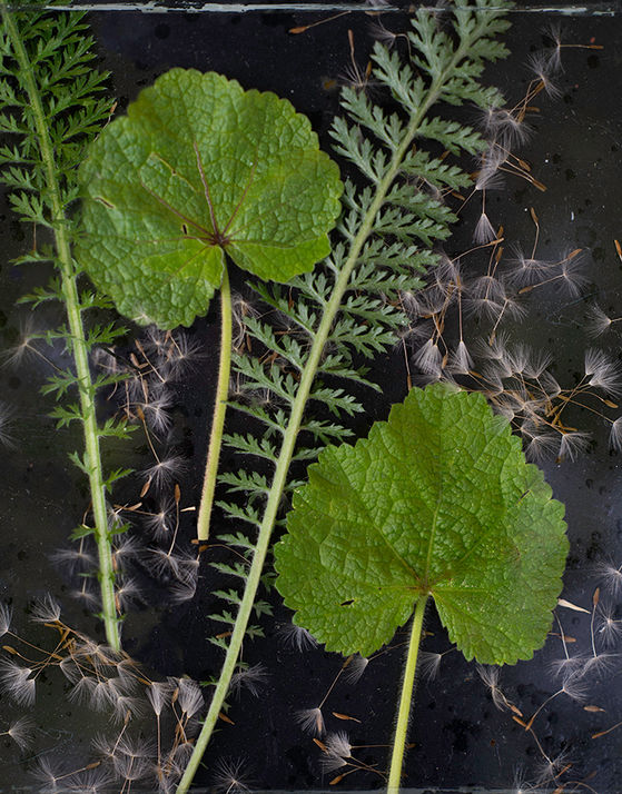 botanical, ferns, fine art, photography, landscapes, Steamboat artist, colorado artist, female artist, interior design, vintage
