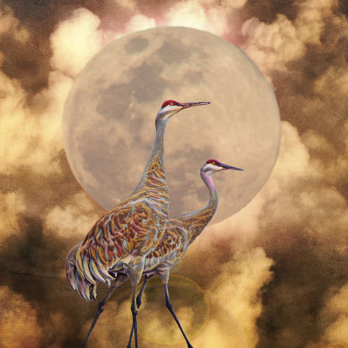 sandhill crane art
full moon artwork
wildlife fine art print
nature symbolism art
cranes in moonlight
ethereal bird photography
Colorado artist
spiritual nature art
moody wildlife wall art
decor with cranes
migration symbolism art
moon and birds artwork
Two sandhill cranes standing together in front of a glowing full moon, surrounded by warm golden clouds, in a surreal fine art composition.