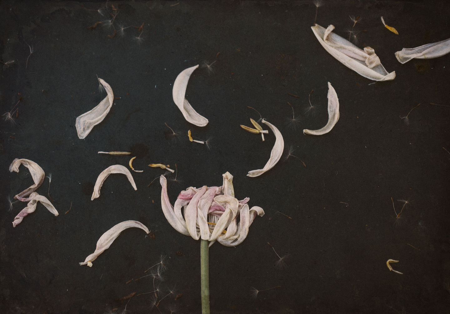 botanical, tulip, fine art, photography, landscapes, Steamboat artist, colorado artist, female artist, interior design, vintage